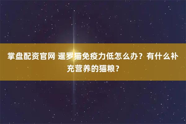 掌盘配资官网 暹罗猫免疫力低怎么办？有什么补充营养的猫粮？